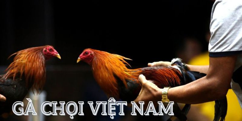 Gà chọi Việt Nam mới nhất có mặt ở nền tảng New88