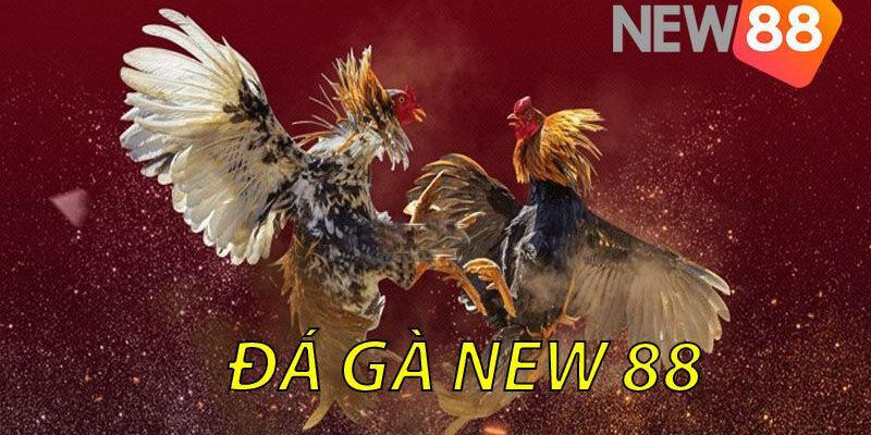 Tham Gia Tìm Hiểu Đá Gà 6/7 Tại Sảnh Cược NEW88 Chúng Tôi