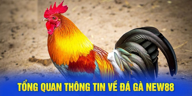 Thông tin cơ bản người chơi cần biết về sảnh đá gà của new88