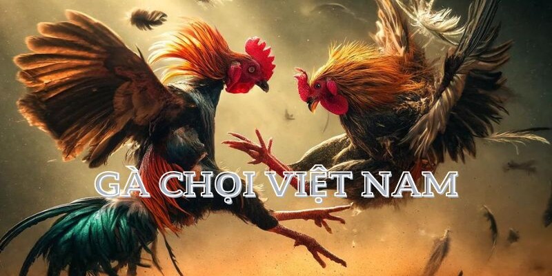 Tìm hiểu về gà chọi Việt Nam