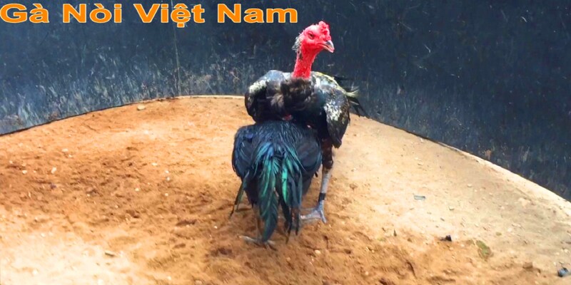 Gà nòi - Loại hình gà chọi ở Việt Nam