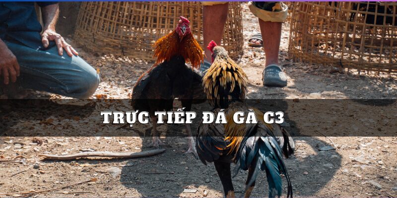 Trực tiếp đấu gà C3 chơi bất bại